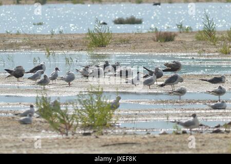 Qingdao, Qingdao, China. 15 Aug, 2017. Qingdao, China - 15. August 2017: (redaktionelle Verwendung. CHINA). Der Chinese Crested seeschwalben können an der Bucht von Jiaozhou Feuchtgebiet in Qingdao gesehen werden, der ostchinesischen Provinz Shandong. Der Chinese Crested tern (Sterna bernsteini) Gedanke ist möglicherweise ausgestorben zu sein, und nur selten gesehen werden. Credit: SIPA Asien/ZUMA Draht/Alamy leben Nachrichten Stockfoto