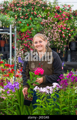 Southport, Merseyside, UK. 15 Aug, 2017. Kate Lawson von Holden Clough Baumschule am letzten Tag der Vorbereitungen für Flower Show als Aussteller, Garten Designer, und floralen Künstler hinzufügen, um den letzten Schliff an die Exponate die Besucher zu diesem berühmten jährlichen Ereignis zu Wow. Kredit; MediaWorldImages/AlamyLiveNews Stockfoto