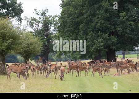 Windsor, Großbritannien. 16 August, 2017. Rotwild im Windsor Great Park. Es ist eine Herde von rund 500 Rotwild innerhalb der Deer Park Gehäuse, alle aus vierzig Hinds und zwei Hirsche im Jahre 1979 durch den Herzog von Edinburgh eingeführt. Credit: Mark Kerrison/Alamy leben Nachrichten Stockfoto