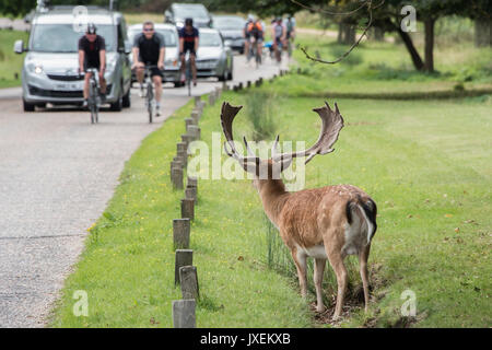 Richmond Park, UK. 16 Aug, 2017. Ein männliches Rotwild sucht Zuflucht von der Radfahrer und Verkehr in einem Entwässerungsgraben neben einer der Straßen im Richmond Park. Credit: Guy Bell/Alamy leben Nachrichten Stockfoto