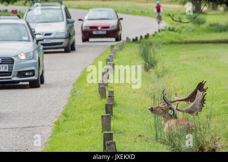 Richmond Park, UK. 16 Aug, 2017. Ein männlicher (Buck) Damwild sucht Zuflucht von der Radfahrer und Verkehr in einem Entwässerungsgraben neben einer der Straßen im Richmond Park. Credit: Guy Bell/Alamy leben Nachrichten Stockfoto