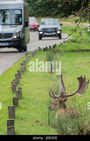 Richmond Park, UK. 16 Aug, 2017. Ein männlicher (Buck) Damwild sucht Zuflucht von der Radfahrer und Verkehr in einem Entwässerungsgraben neben einer der Straßen im Richmond Park. Credit: Guy Bell/Alamy leben Nachrichten Stockfoto