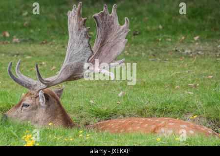 Richmond Park, UK. 16 Aug, 2017. Ein männlicher (Buck) Damwild sucht Zuflucht von der Radfahrer und Verkehr in einem Entwässerungsgraben neben einer der Straßen im Richmond Park. Credit: Guy Bell/Alamy leben Nachrichten Stockfoto