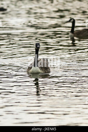 Alexandra Palace, nördlich von London, UK. 16 Aug, 2017. Enten in einem See in der Alexandra Palace Teich während des Sonnenuntergangs. Credit: Dinendra Haria/Alamy leben Nachrichten Stockfoto