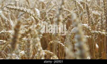 Eine goldene Weizenfeld mit closs Foto Stockfoto