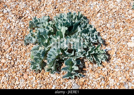 Sea Kale, Crambe maritima, wächst an den Schindel spit in Dungeness. Stockfoto