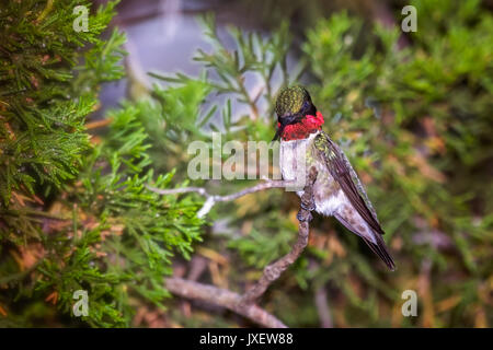 Ruby throated hummingbird in einer Zeder Baum gehockt Stockfoto