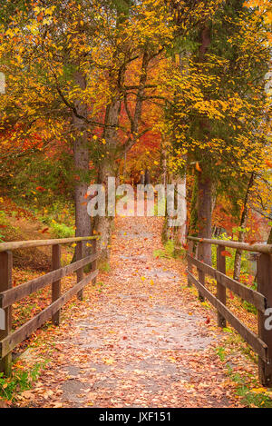 Endlose Gänge in den Wald, durch Zaun und Bäumen umgeben, während die Blätter im Herbst darüber fallen, an einem sonnigen Tag im Oktober. Stockfoto