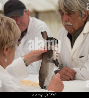 Kaninchen Beurteilung an der südlichen Landwirtschaft zeigen Stockfoto