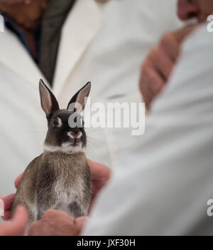 Kaninchen Beurteilung an der südlichen Landwirtschaft zeigen Stockfoto