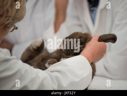 Kaninchen Beurteilung an der südlichen Landwirtschaft zeigen Stockfoto