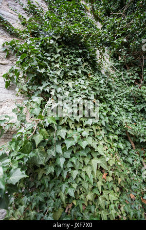 Europan Efeu (Hedera helix) Stockfoto