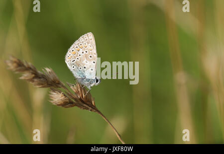 Eine weibliche Gemeinsame Blauer Schmetterling (Polyommatus icarus) auf einem grassamen Kopf thront. Stockfoto