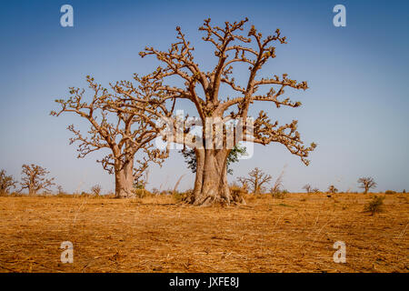 Massive Baobab Bäumen im Trockenen trockenen savanah von South West Senegal. Stockfoto