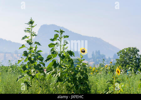 Sonnenblumen, Summerland, Okanagan Valley, British Columbia, Kanada Stockfoto