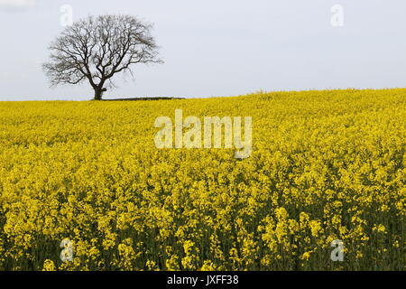 Feld von Gelb; Raps in voller Blüte mit einem einbunter Baum im Hintergrund. In der Nähe der A66 North Yorkshire. VEREINIGTES KÖNIGREICH Stockfoto
