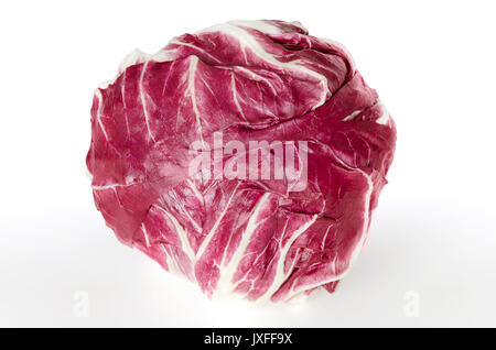 Radicchio Vorderansicht über Weiß. Italienische Zichorie. Kultivierte Form von Blatt Chicoree, Cichorium intybus. Blattgemüse mit weißer Marmorierung rote Blätter. Stockfoto