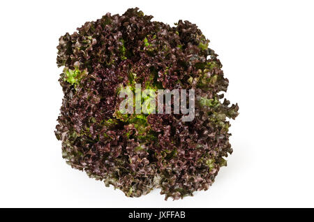 Lollo Rosso salat Vorderansicht auf weißem Hintergrund. Ein Sommer knackige Vielfalt von Lactuca Sativa. Red loses Blatt Art Salat Kopf mit Rüschen treibt. Foto. Stockfoto