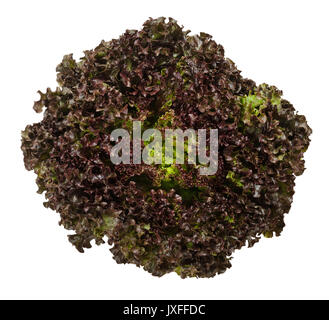 Lollo Rosso Salat von oben über Weiß isoliert. Ein Sommer knackige Vielfalt von Lactuca Sativa. Red loses Blatt Art Salat Kopf mit Rüschen treibt. Foto. Stockfoto