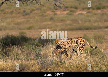 Wildlife Safari von Geparden in der Wildnis an der Kgalagadi Transfrontier Park an der Grenze zu Südafrika, Namibia und Botswana Stockfoto