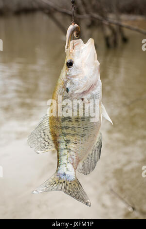 Weiß Barsch Gefangen im Bayou auf lebenden Köder Stockfoto