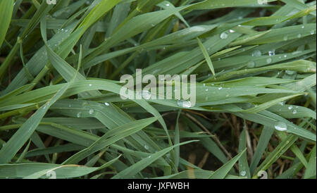 Regentropfen auf dem Rasen Stockfoto