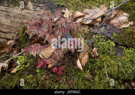 Moos und rot-leaved cranesbills wachsen auf verwitterter Baumstamm Stockfoto