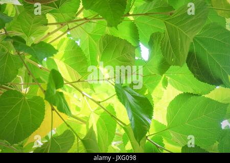 Zusammenfassung Hintergrund von frischen Big Maulbeerblättern oder Morus am Baum zum Tee- und Zutaten für eine leckere und gesunde Mahlzeit zu machen. Stockfoto