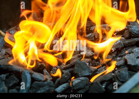 Bild Brennen im Feuer Baum Stockfoto