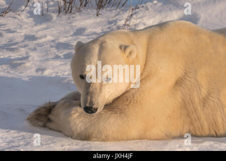 Close-up von Erwachsenen Eisbären liegen auf dem Schnee im goldenen Licht. Vorderansicht des Gesicht. Stockfoto