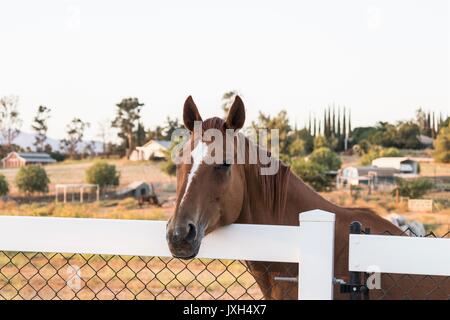Schöne, zarte, neugierig, bay Mare mit einem braunen Mähne und einen starken weißen Blesse auf der Stirn über einem weißen Zaun mit Soft Focus Hintergrund Stockfoto