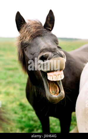 Eine lustige Island Pferd in einem äußeren Feld lachend mit seinen Mund und Zähne. Stockfoto