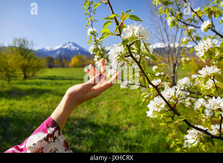 Woman in pink Kimono berühren Blumen von Blossom cherry durch ihre Hand. Spring Season Konzept. Stockfoto