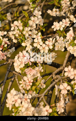 Wilde Kirsche (Prunus avium 'Pendula') Stockfoto