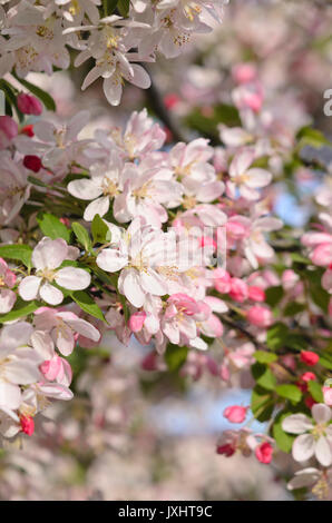 Japanische blühende Holzapfel (Malus floribunda) Stockfoto