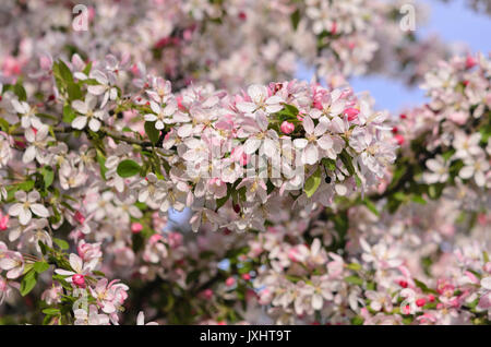 Japanische blühende Holzapfel (Malus floribunda) Stockfoto