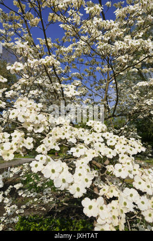 Östlichen blühende Hartriegel (cornus Florida) Stockfoto