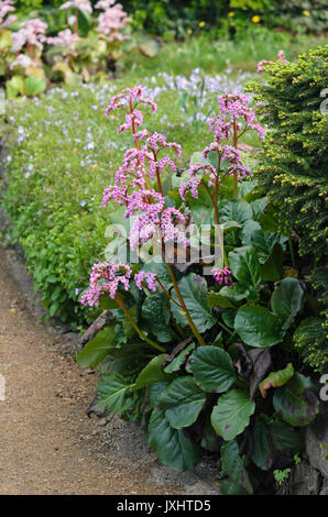 Herz Blatt bergenia (Bergenia cordifolia) Stockfoto