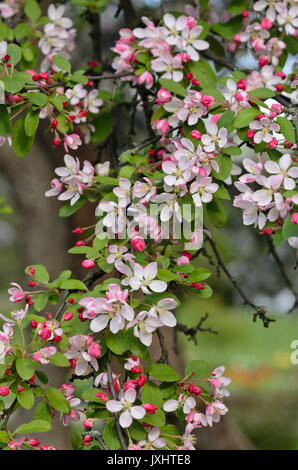 Japanische blühende Holzapfel (Malus floribunda) Stockfoto