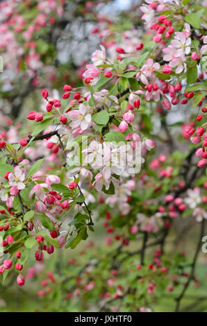 Japanische blühende Holzapfel (Malus floribunda) Stockfoto