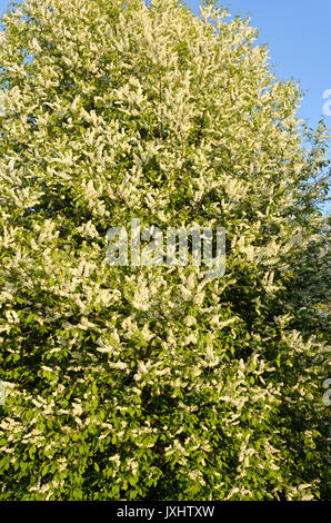 Vogel Kirsche (Prunus padus) Stockfoto