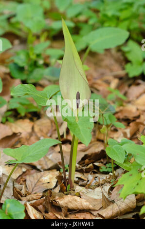 Kuckuck pint (arum maculatum) Stockfoto