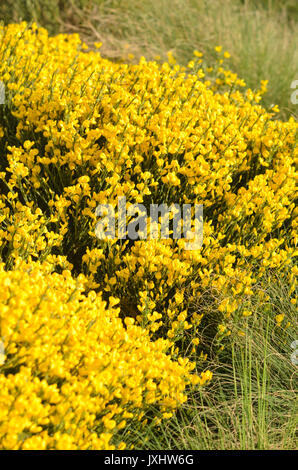 Provence Ginster (cytisus purgans) Stockfoto