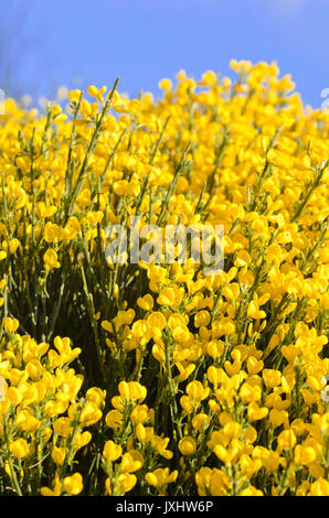 Provence Ginster (cytisus purgans) Stockfoto