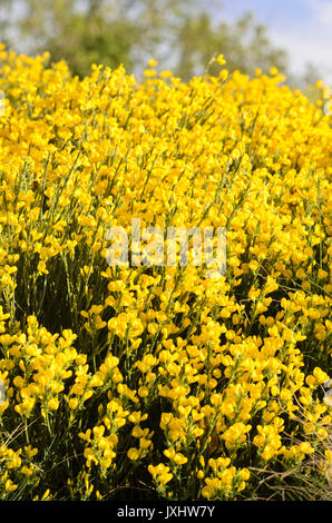 Provence Ginster (cytisus purgans) Stockfoto