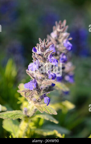 Blau bugle (ajuga genevensis) Stockfoto