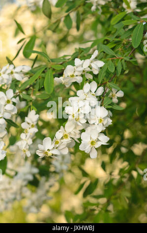 Gemeinsame pearl Bush (exochorda Racemosa) Stockfoto