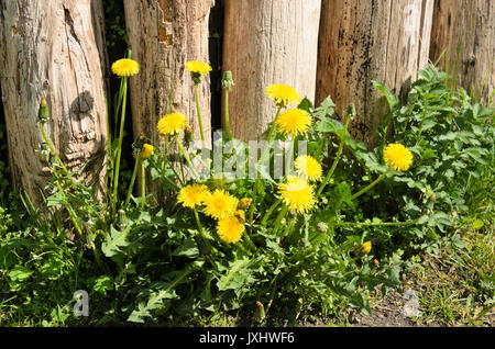 Gemeinsame Löwenzahn (Taraxacum officinale) Stockfoto