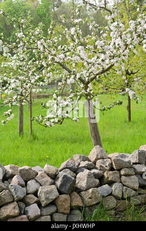 Apple (Malus) Stockfoto