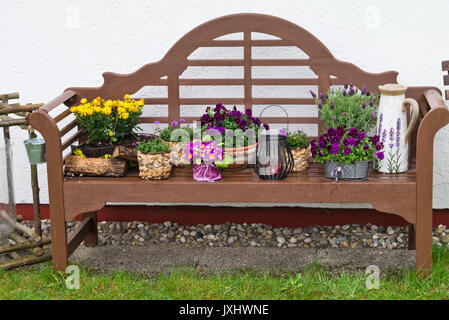 Chrysanthemen (Chrysanthemum), Veilchen (Viola) und Lavendel (lavandula stoechas) auf einer gartenbank Stockfoto